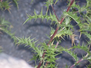 Carlina corymbosa
